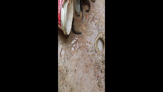 Using Python Catch Fish From Underground Pit - How to Catch Fish Strange смотреть онлайн