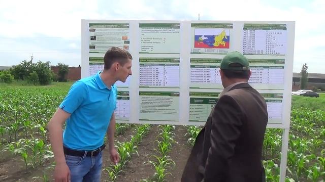 Сорта кукурузы селекции КНИИСХ им. П.П. Лукьяненко смотреть онлайн