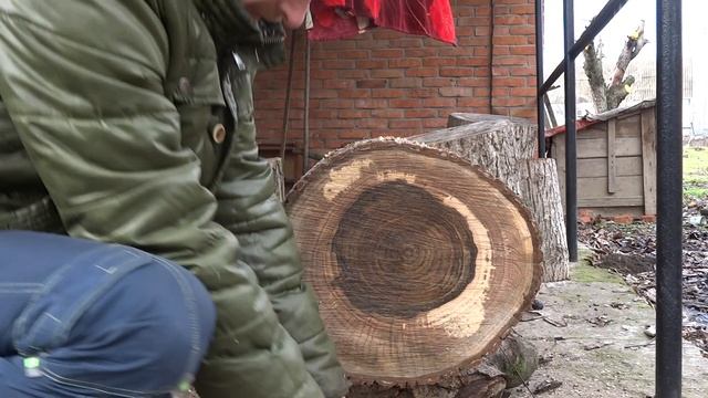 Поперечный спил грецкого ореха. смотреть онлайн