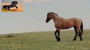 МУСТАНГИ - Свободные Лошади; Дикие Лошади; Голоса и звуки животных; Животные вокруг нас;