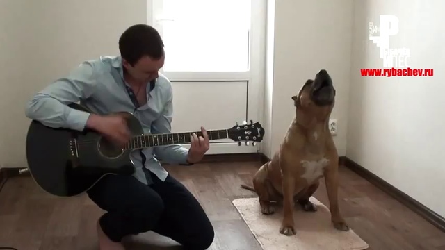 Уникальный пес: музыкант и звезда смотреть онлайн