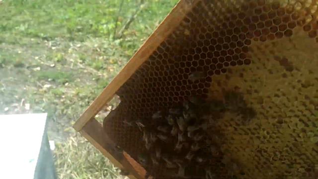 ВЗЯТОК ПОЧТИ ЗАКОНЧИЛСЯ. СЛЕТ ПЧЕЛ 11 СЕНТЯБРЯ смотреть онлайн