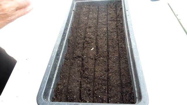 Летний посев виолы. Сажаем вместе! смотреть онлайн