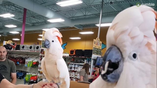 Cockatoos meet each other in pet store, hilarity ensues смотреть онлайн