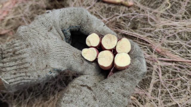 Победа 100, Мексиканский и Бразильский. Такие одинаковые, но такие разные сорта батата. смотреть онлайн