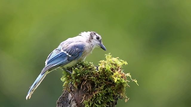 Blue Jay (Juvenile). Молодняк Голубая сойка. смотреть онлайн