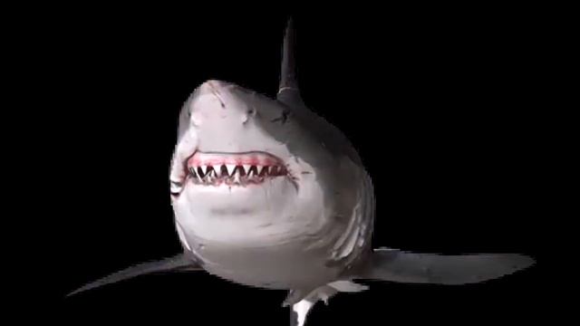 ROBLOX PIGGY SHARK ALL JUMPSCARES смотреть онлайн