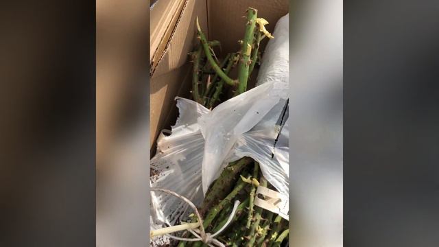 Посылка с розами шла 39 дней . 47 сортов роз из питомника Элит . смотреть онлайн