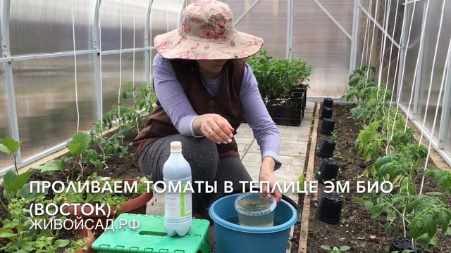Проливаем томаты ЭМ препаратом часть 2 смотреть онлайн
