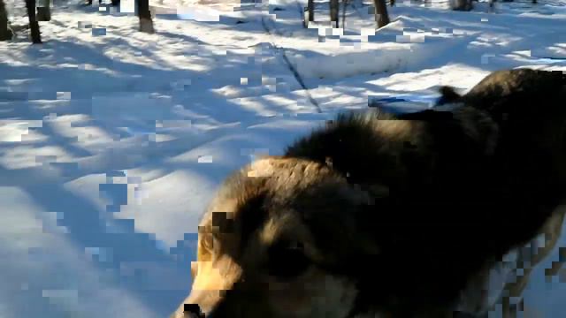 Зимний поход к болоту. 1 часть. смотреть онлайн