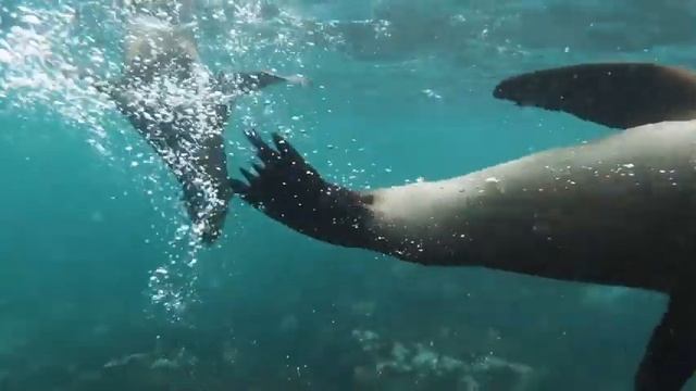 морской котик   морские котики факты о морских котиках