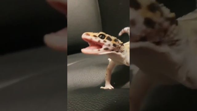 Чего испугался геккон? #геккон #эублефар #ящерица #рептилии смотреть онлайн