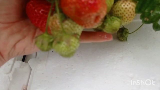 КИСС НЕЛЛИС. КЛУБНИКА-ГИГАНТ смотреть онлайн