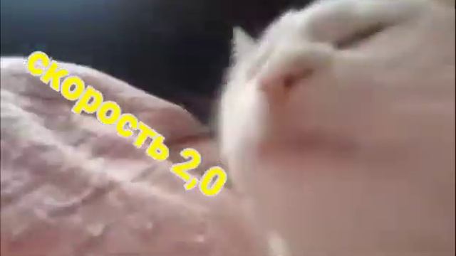 кот танцует головой мем 4x скорость😎 смотреть онлайн