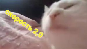 кот танцует головой мем 4x скорость😎