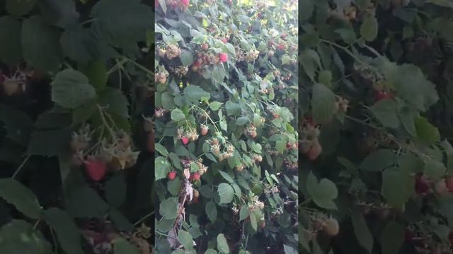 Сорт малины Октавия, один из самых урожайных и техничных сортов. смотреть онлайн