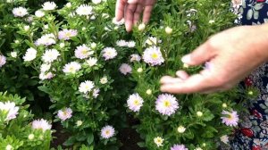 АСТРЫ 2020! Немного нового о БАМБИНЕ, ТРУБАДУРЕ и ХРИЗАНТЕЛЛЕ.