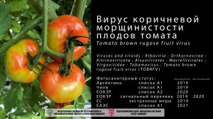 Вирус коричневой морщинистости плодов томата (Tomato brown rugose fruit virus)