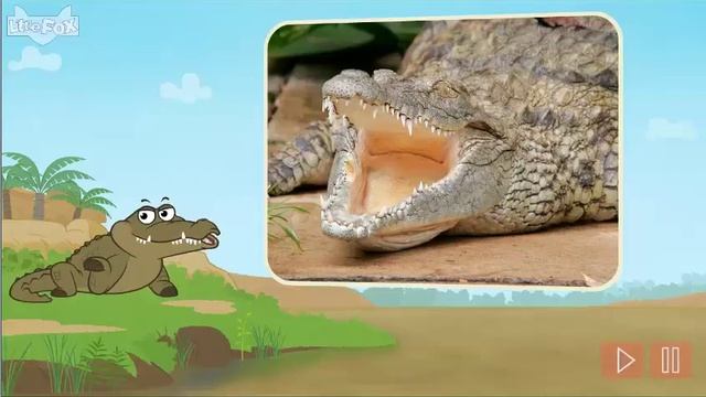 Meet the Animals 3 Nile Crocodile смотреть онлайн