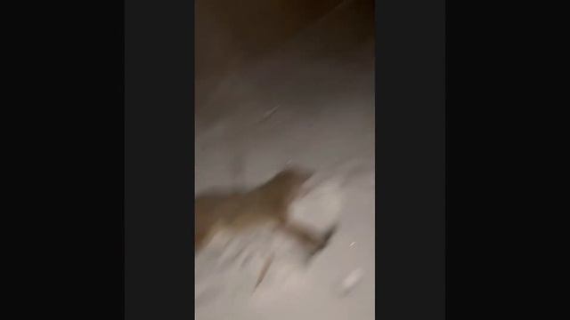 Охота на шакала ночью. Удачно выбрал место смотреть онлайн