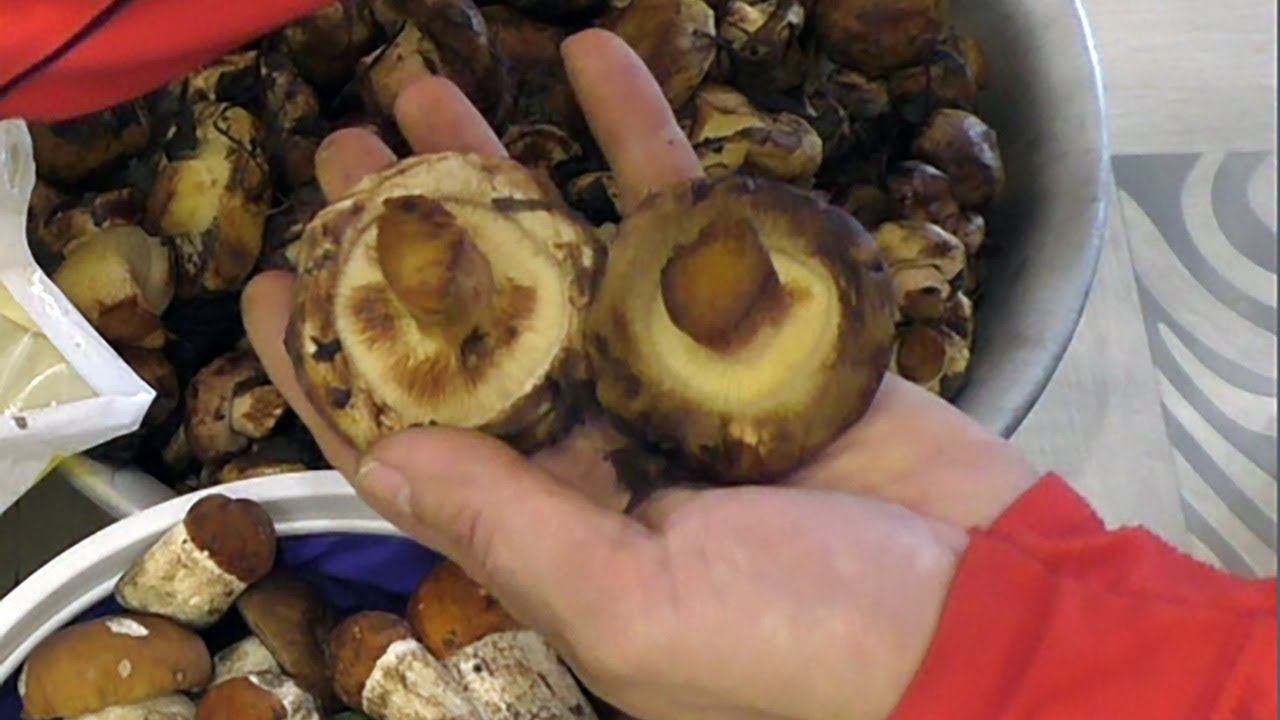 Набрал грибы Свинушки (Дуньки) Съедобные или нет? смотреть онлайн
