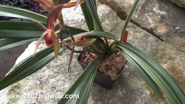 OrchidWeb - Cymbidium Sinense