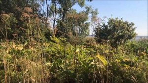 Суходольский залив, Учинское водохранилище. Кусочек лета)