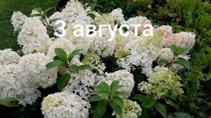 Метельчатая гортензия Бобо. Как это было...