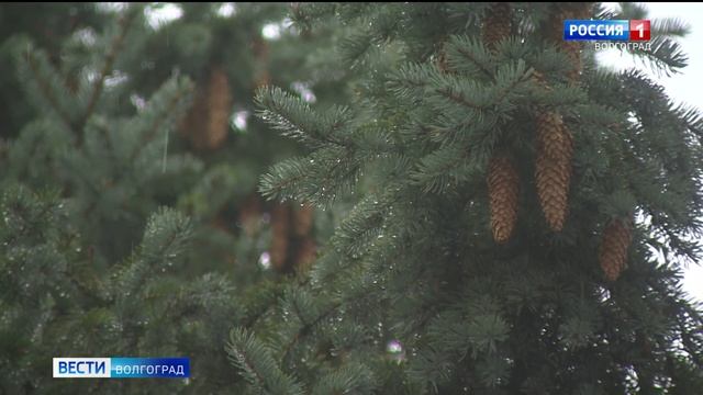 В Волгоградской области ожидаются ливни с грозой и градом смотреть онлайн