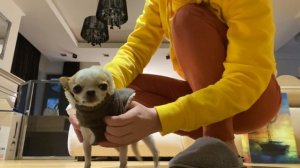 Чихуахуа день третий. Вес взрослой мини чихуахуа