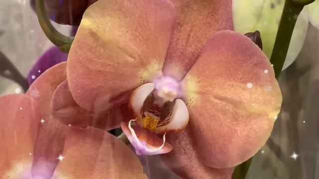 Обзор орхидей Оби Екатеринбург смотреть онлайн