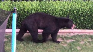 2019-06-17 My neighbour’s  pet 5am spb1703br Canadian bear, Abbotsford