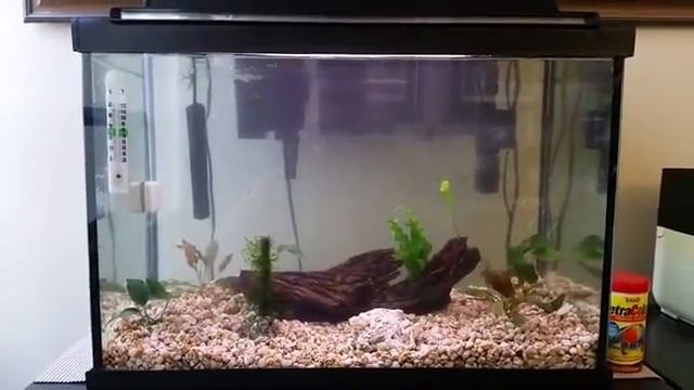 Mom's 20 gallon planted tank new set-up with crypts, java fern, java mosd and anubias nana смотреть онлайн