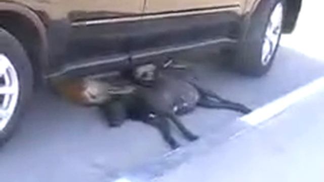 учись отдыхать если устал как собака смотреть онлайн