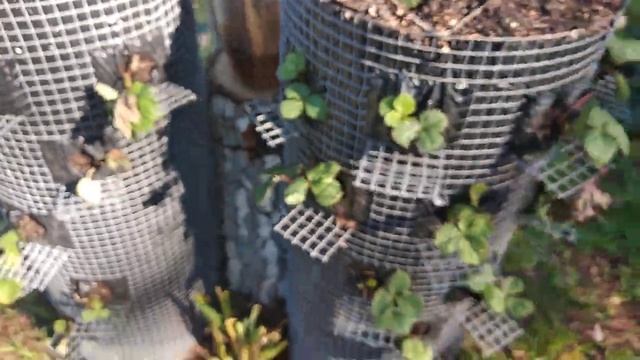 7 серия. Обзор грядки вертикальной для клубники смотреть онлайн