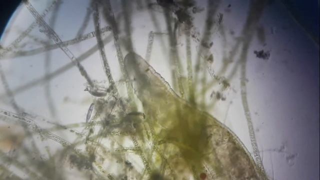 Малощетинковый червь смотреть онлайн