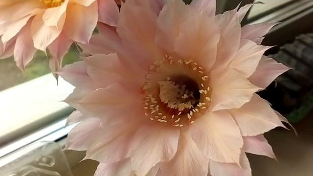 Цветение эхинопсисов ( Echinopsis Hybr.) 5.05.2020