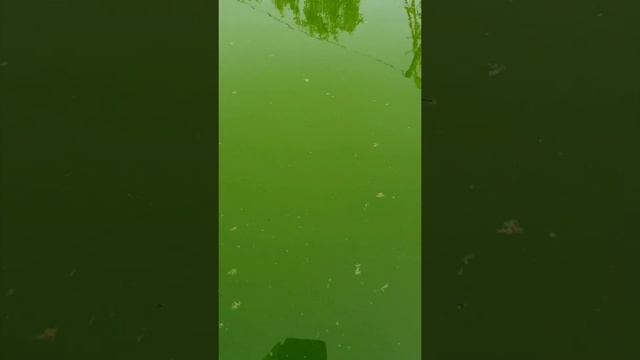 Перекись для бассейна смотреть онлайн