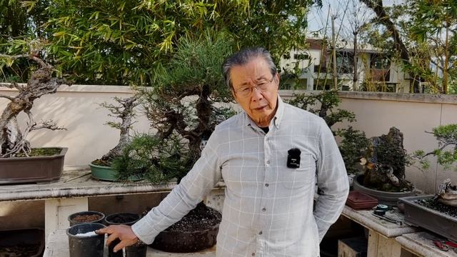 My Proven Soil Mix for Bonsai | Bonsai Heirloom смотреть онлайн