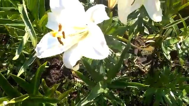 #lilium #дача #цветы #лилии / Лилии ( лат. Lilium) в цвету.  Обзор клумбы с цветущими лилиями в июл