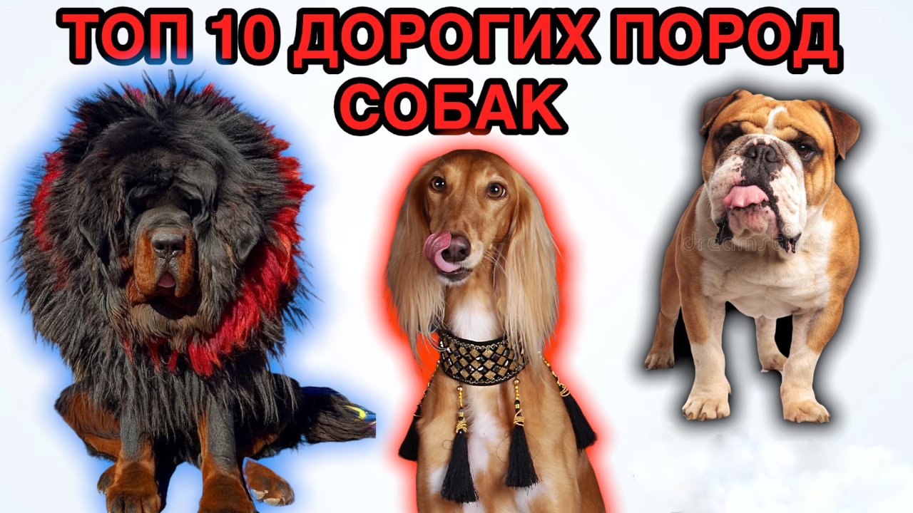Топ 10 дорогих пород собак. смотреть онлайн