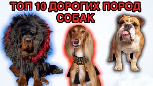 Топ 10 дорогих пород собак.