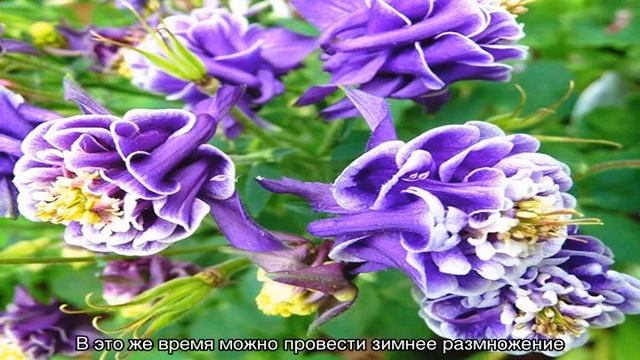 Аквилегия — выращивание из семян смотреть онлайн