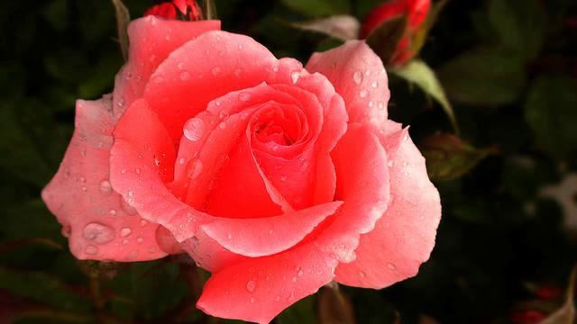 Лучшая медленная песня и фото 2015 смотреть онлайн