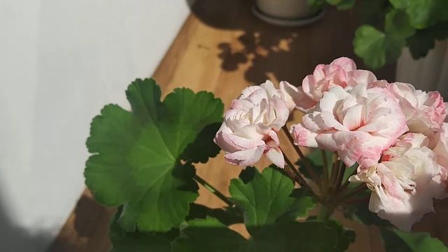 Пеларгония Denise (sutarve)