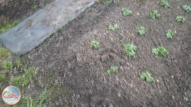 Методы борьбы с кротами смотреть онлайн