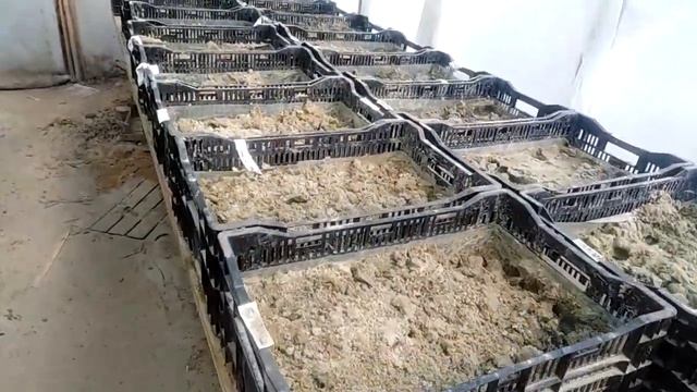 Гидропоника: долой ящики с грунтом! | Выгонка тюльпанов смотреть онлайн