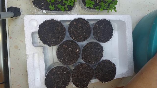 НУ НАКОНЕЦ-ТО! ПИКИРУЮ ШИКАРНУЮ ПЕТУНИЮ ИЗ САМО СОБРАННЫХ СЕМЯН 16 .02.2023г. смотреть онлайн