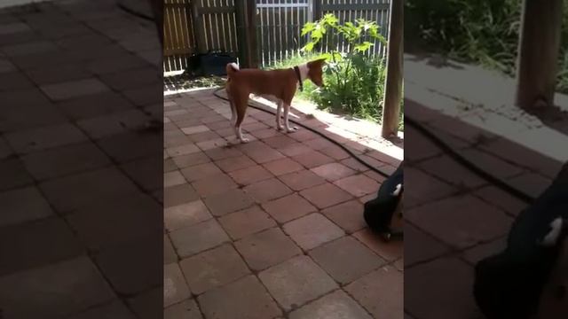 Hunting in the Garden смотреть онлайн