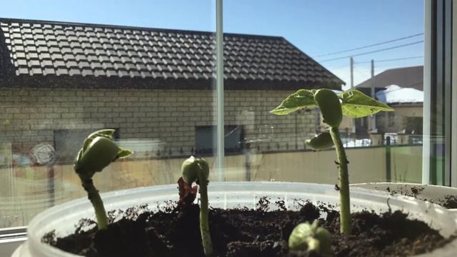 Как растёт растение фасоль в убыстрений съёмке за 2 чеса смотреть онлайн